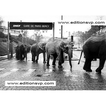 Les Elephants de Bercy