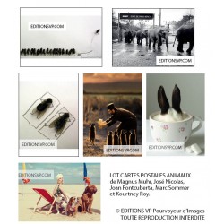 Strange animals, elephants, meerkats, a rabbit, flies