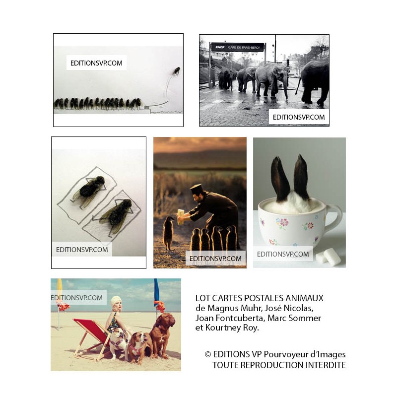 Des anmimaux étranges, des éléphants, des suricates, un lapin, des mouches